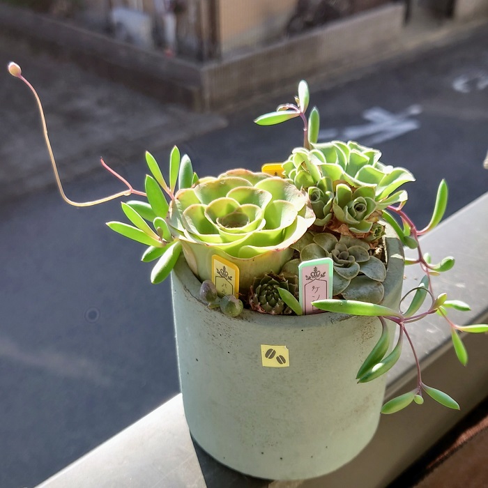 グリーンノビアの寄せ植え④パルマ(左）の縁がほんのりピンク、ちょっと色っぽいんです❤