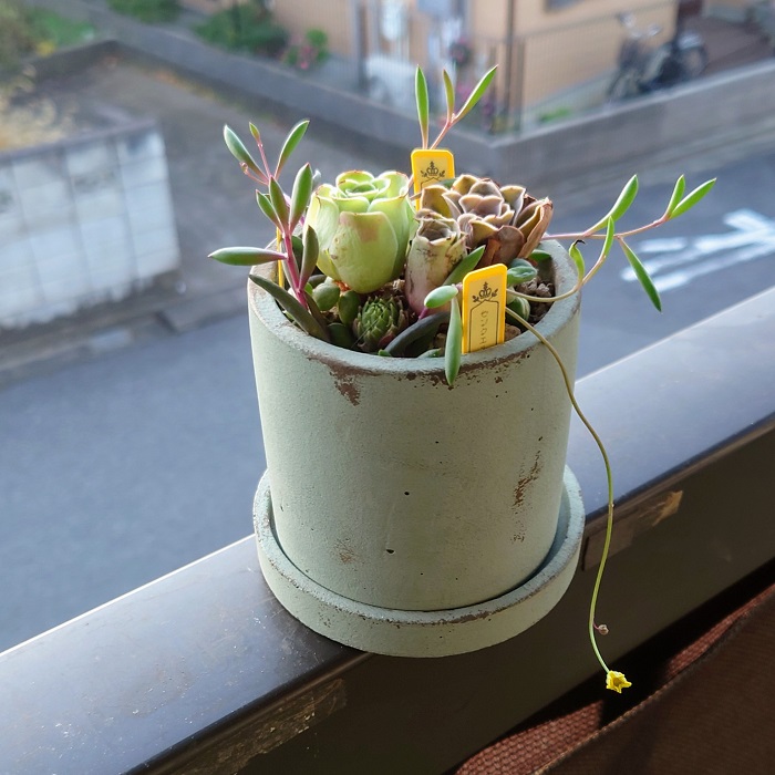 グリーンノビアの寄せ植え②❤ルビーネックレスの花も可憐でかわいいんです